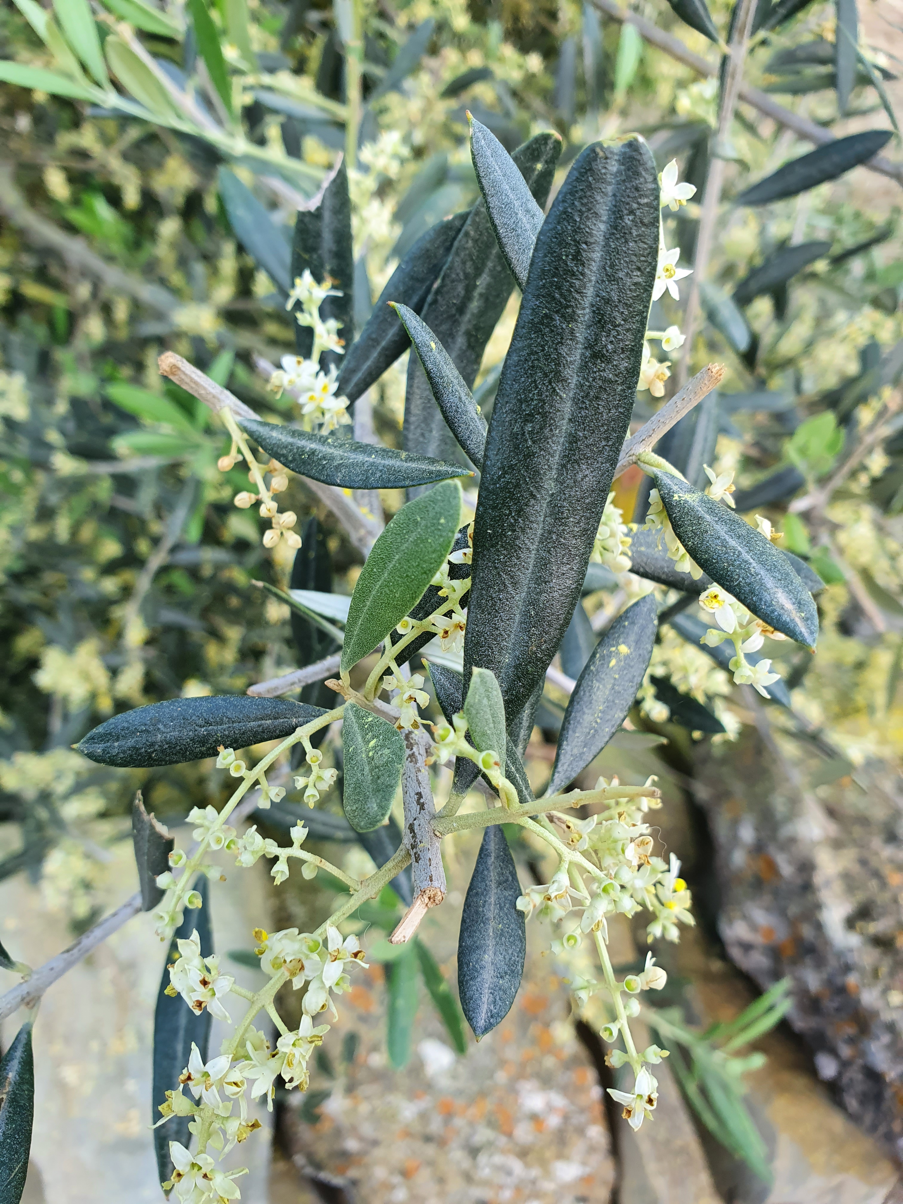 Nahaufnahme von Olivenblättern und blühenden Olivenblüten in einer natürlichen Umgebung.